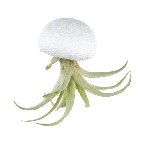 Juffrouw Pannenkoek deco /JP deco - Wholesale Live Plant - Hanging airplant – sea urchin – White – Medium – Capitata0