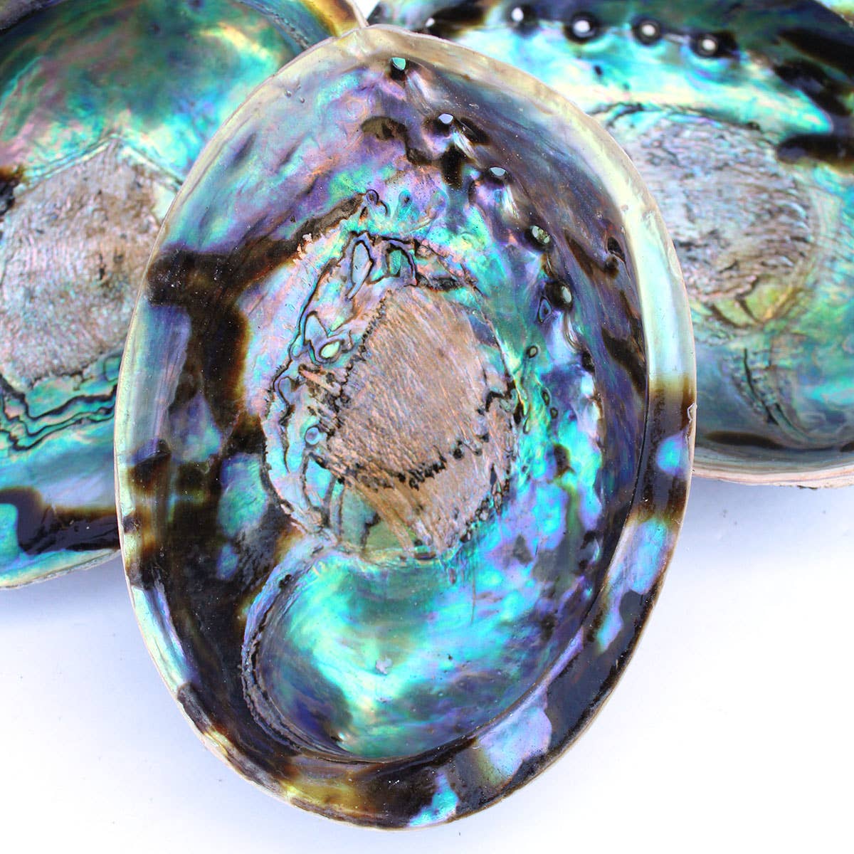 California Seashell Company - Wholesale Decorative Plate/Dish/Bowl - Paua Abalone Seashell 5-6.5"2