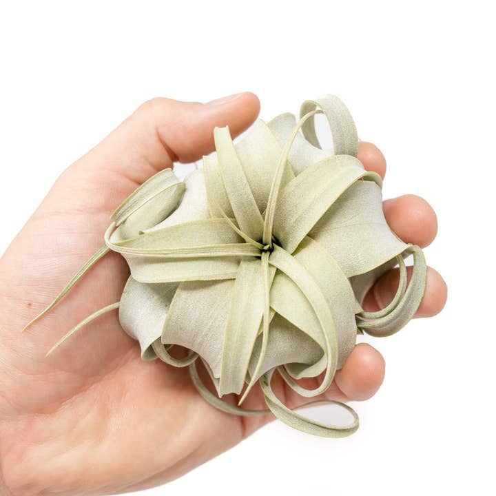 Seedling Tillandsia Xerographica Air Plants (24) for wholesale by Air Plant Shop