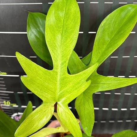 Philodendron Florida Ghost 2.5" | Rare Houseplant for wholesale by OrchidBox