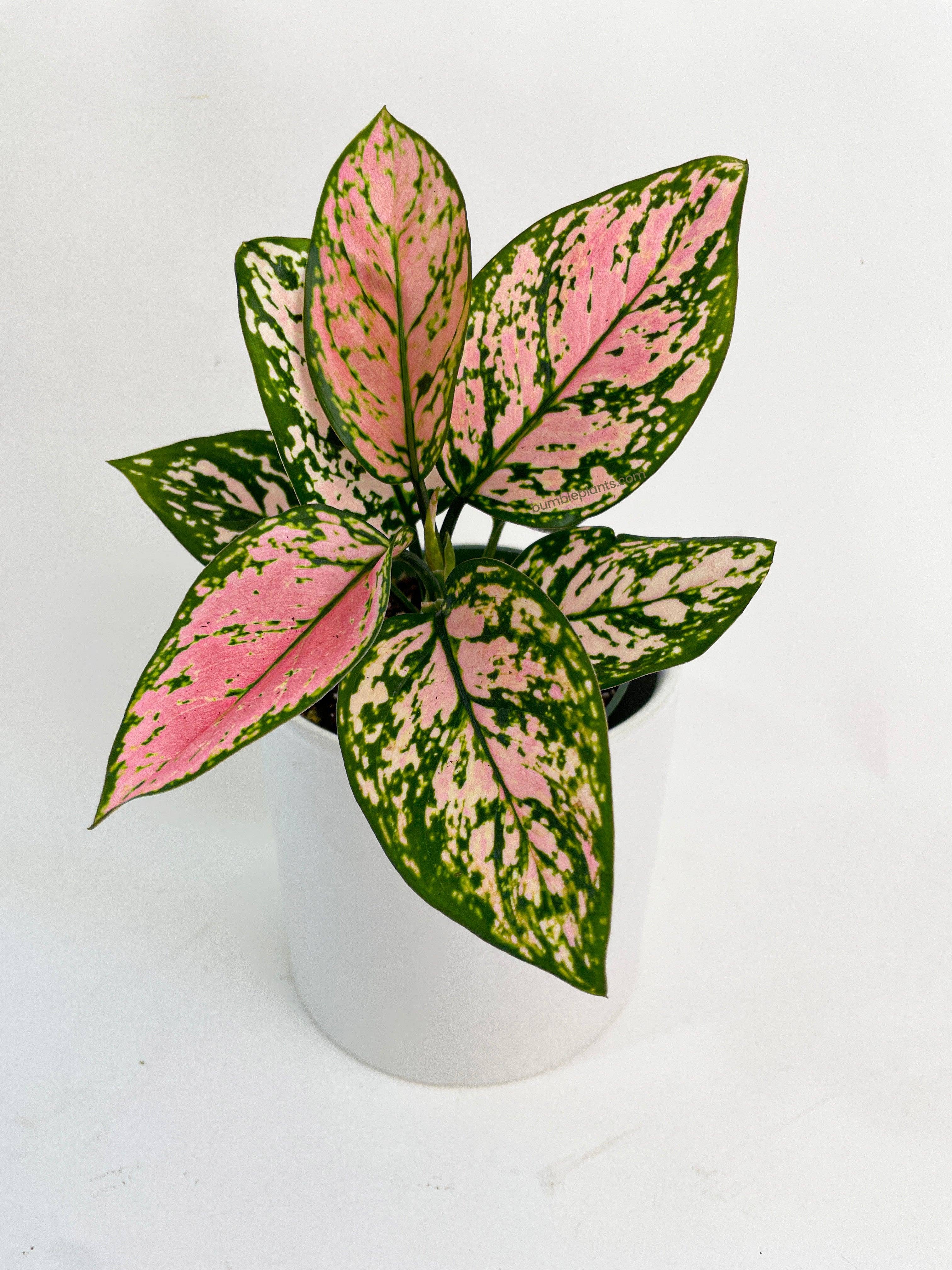 Bumble Plants - Wholesale Live Plant - Aglaonema Cherry Anyanmanee 'Lady Valentine'3