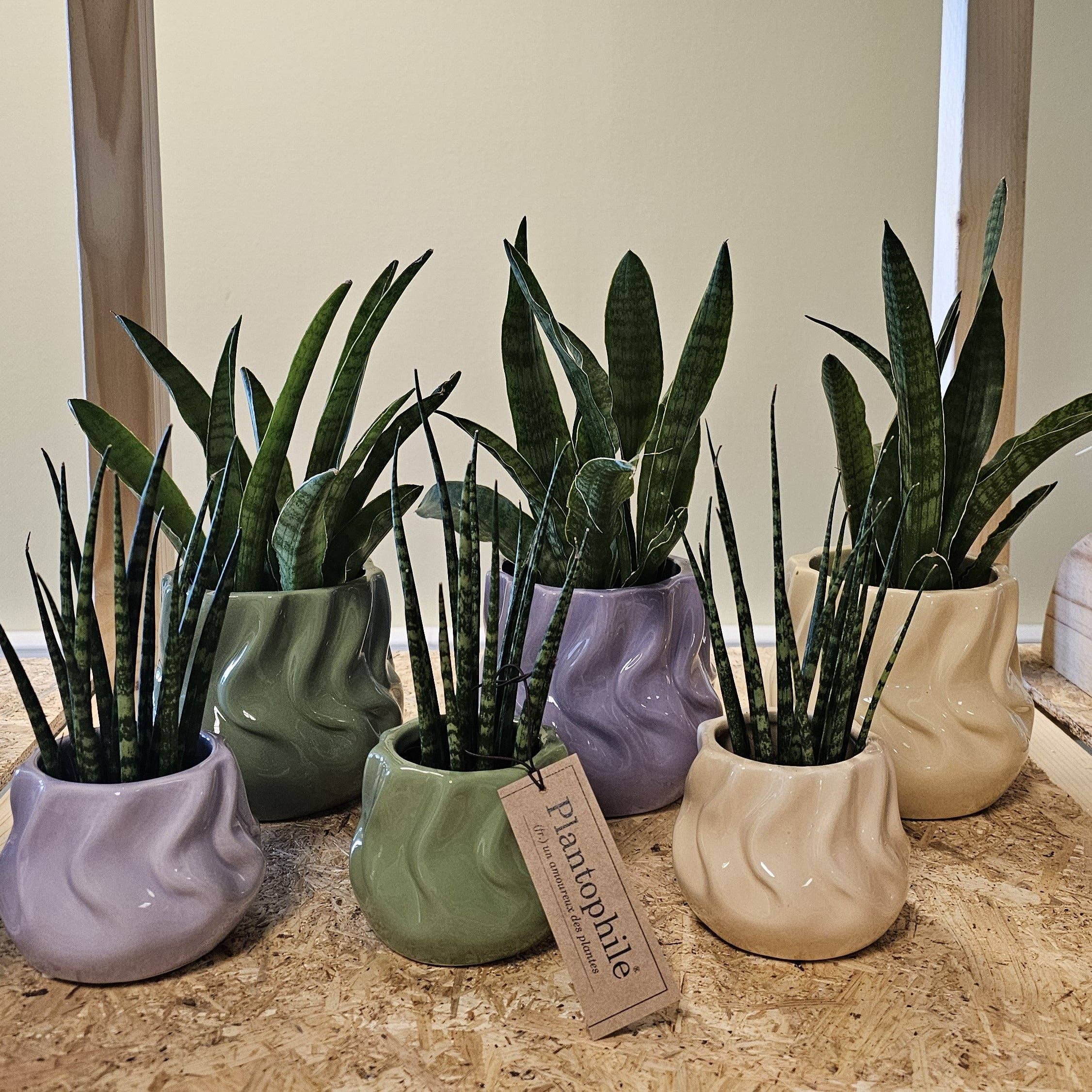 Wildflowers by Floriette - Wholesale Plantenpot - Pot Twister Green - Small 8cm1