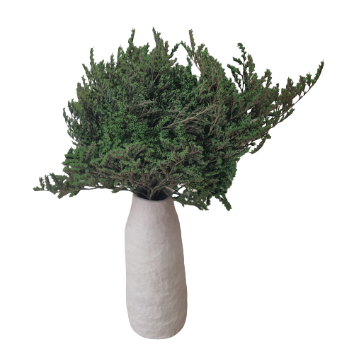 Concari.flores Preservadas - Wholesale Dried/Pressed Flowers - PRESERVED TATARICA5