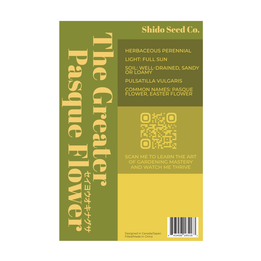 Chive Canada - Wholesale Plant Seeds - 2026 The Greater Pasque Flower Seeds Packet1