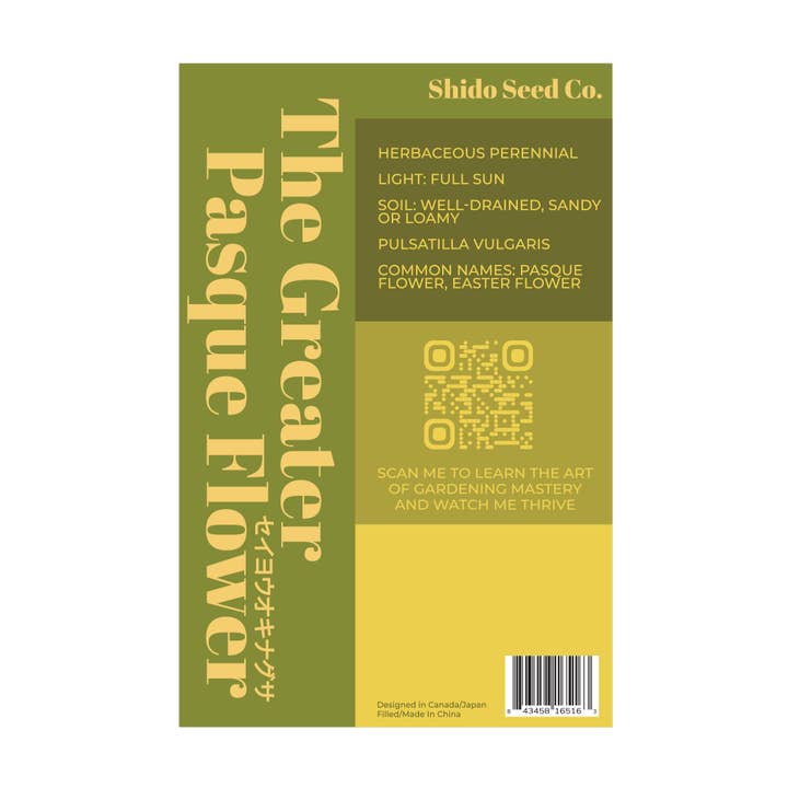 Chive Canada - Wholesale Plant Seeds - 2026 The Greater Pasque Flower Seeds Packet1