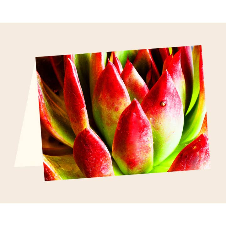 ENCL succulento n.10 per la vendita all'ingrosso da parte di Line Five Studio