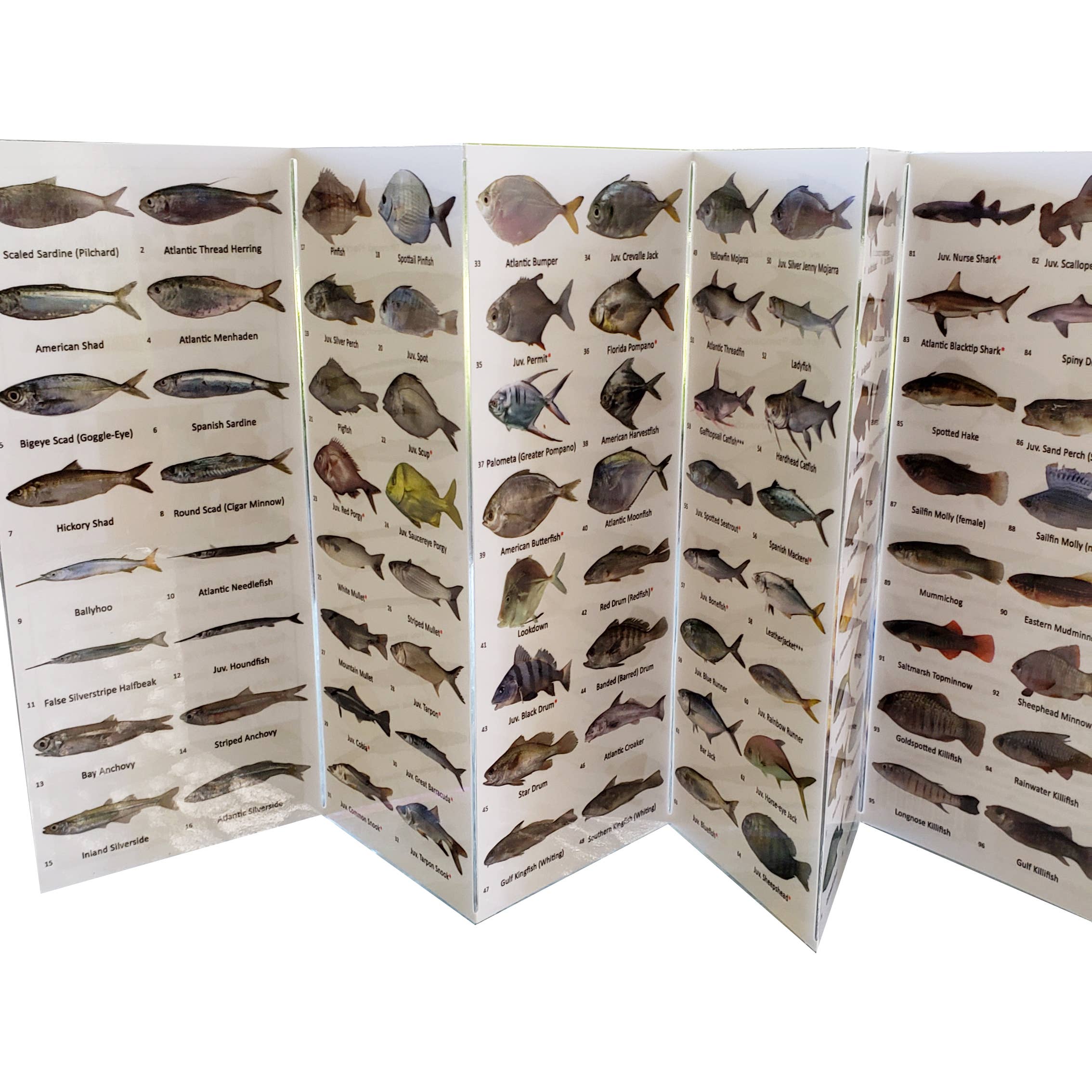 America Go Fishing - Wholesale Nature & Outdoors - Bait Catching Fish and Sea Life Guide - So. Atlantic3