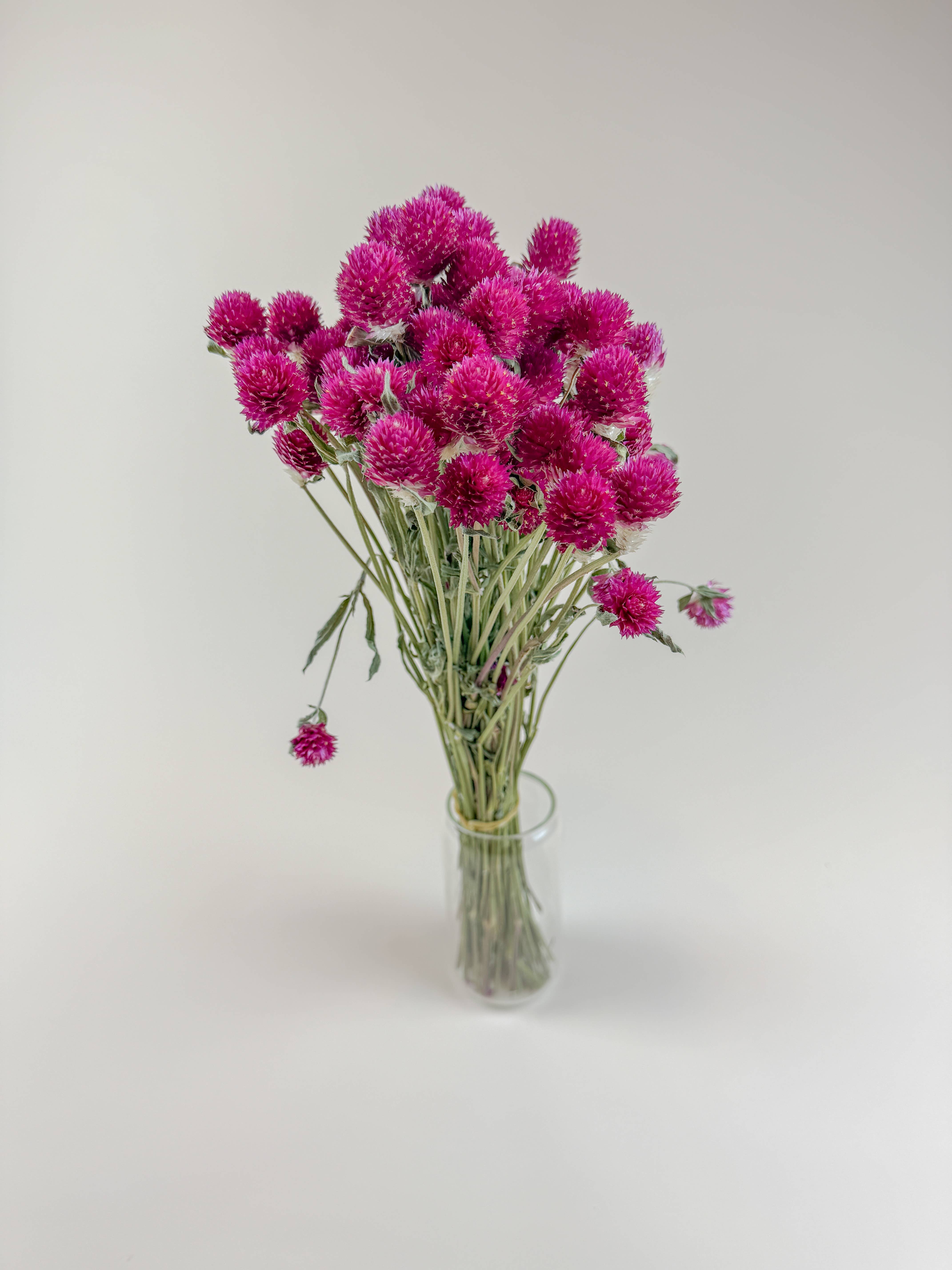 Lovejoy Farms Premium Dried Flowers - Wholesale Dried/Pressed Flowers - Hot Pink Globe Amaranth – Naturally Dried Flowers2