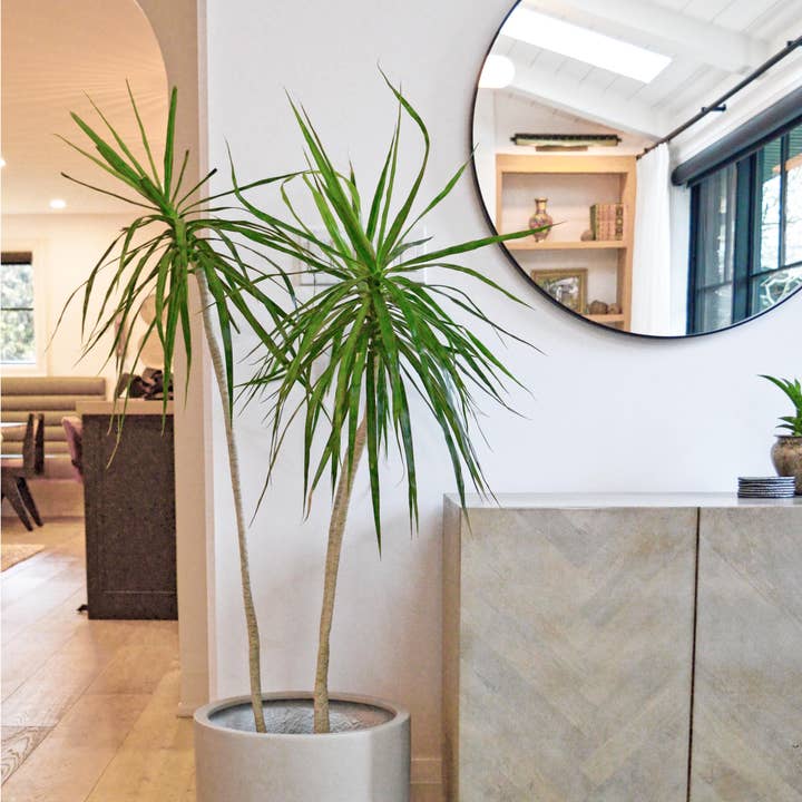 Common House Studio - Wholesale Plant Pot - FLUTED BASE PEDESTAL POT | PLANTER9