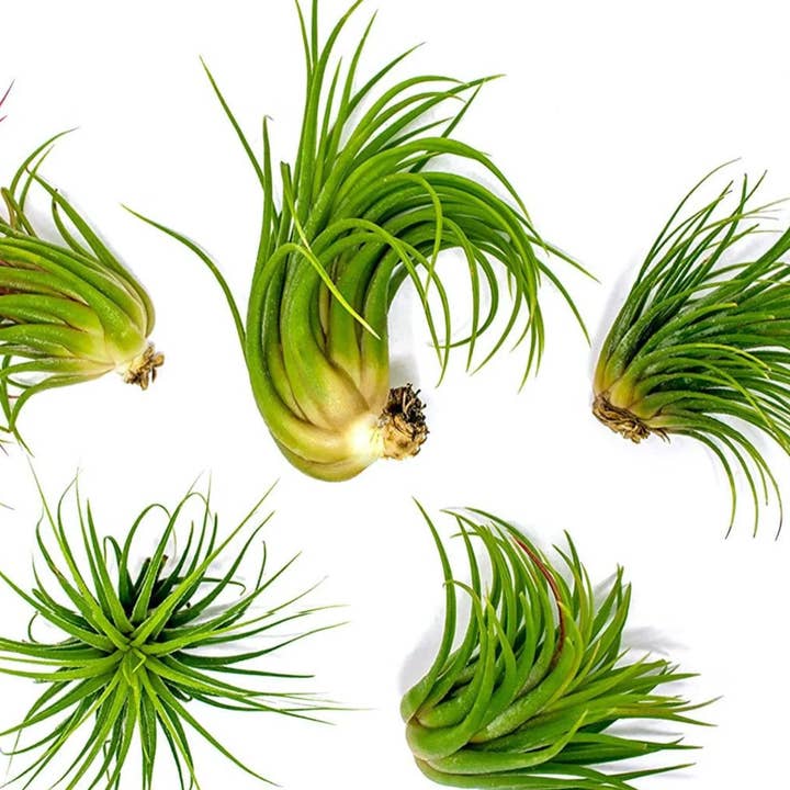 Air Plants Tillandsia Ionantha Mexican, Live Airplant, Blue and other Purchase Wholesale piante stabilizzate. Free Returns & Net 60 Terms on Faire trending on Faire.