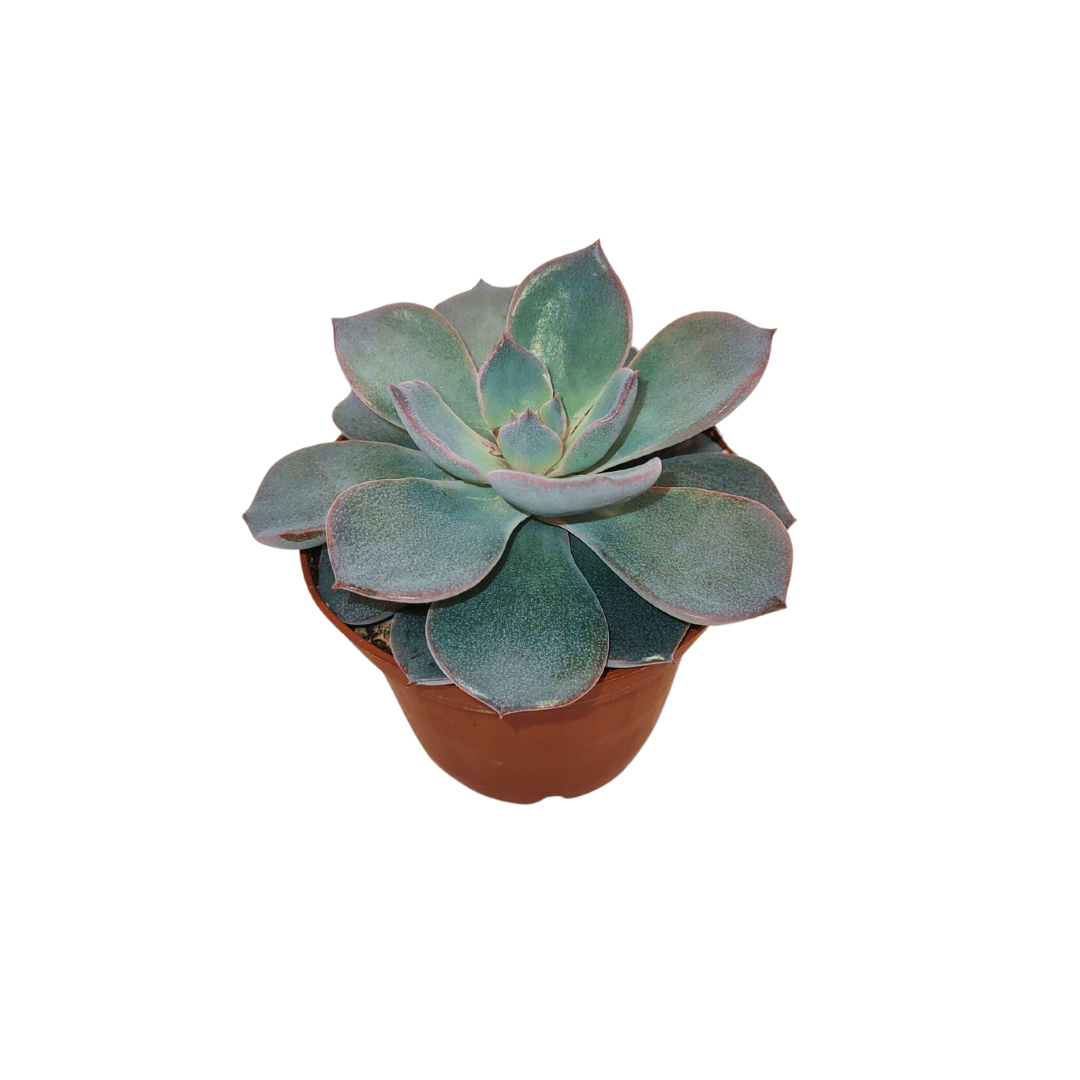 Cactus en ligne – wholesale Succulent – 2.5" Succulent5