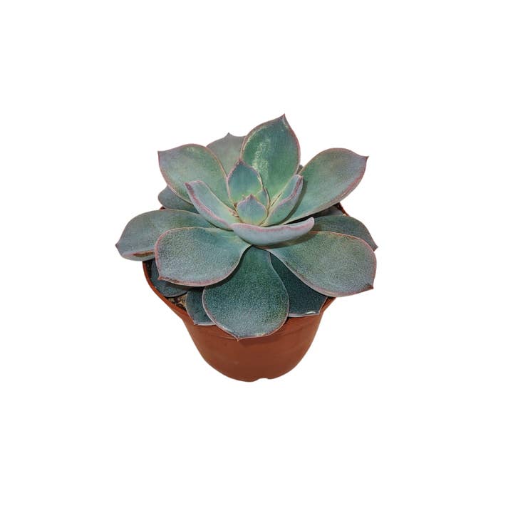 Cactus en ligne – wholesale Succulent – 2.5" Succulent5