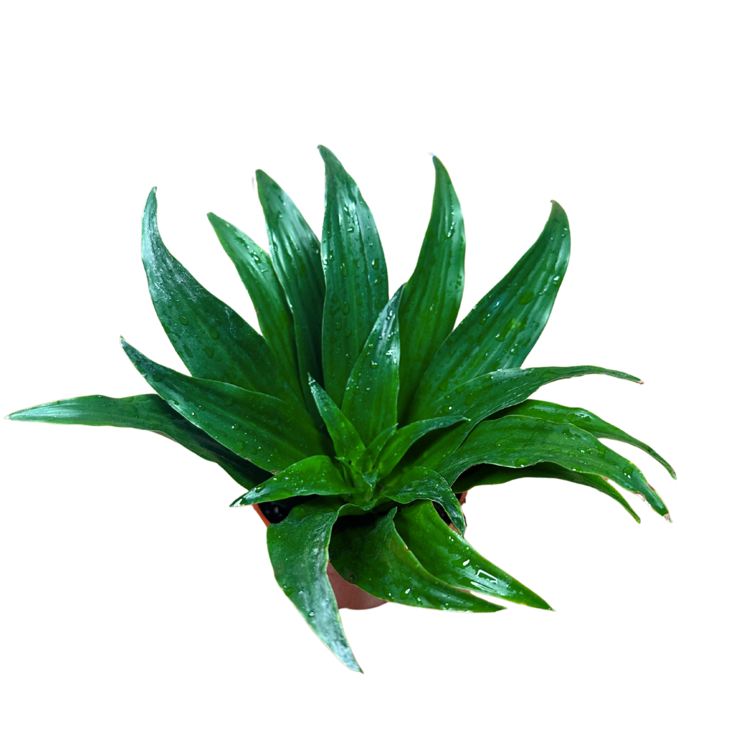 Flow State - Wholesale Live Plant - 4" Dracaena Janet Craig Compacta – Wholesale Live Houseplant0