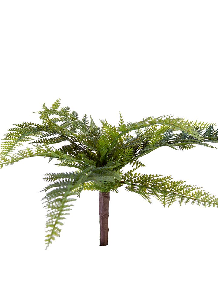 16" DRYOPTERIS FERN BUSH for wholesale by American Best