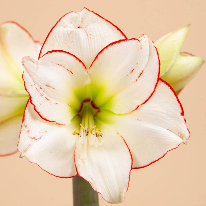 Plantgem - Wholesale Live Plant - Amaryllis Picasso Picotee Bulb
