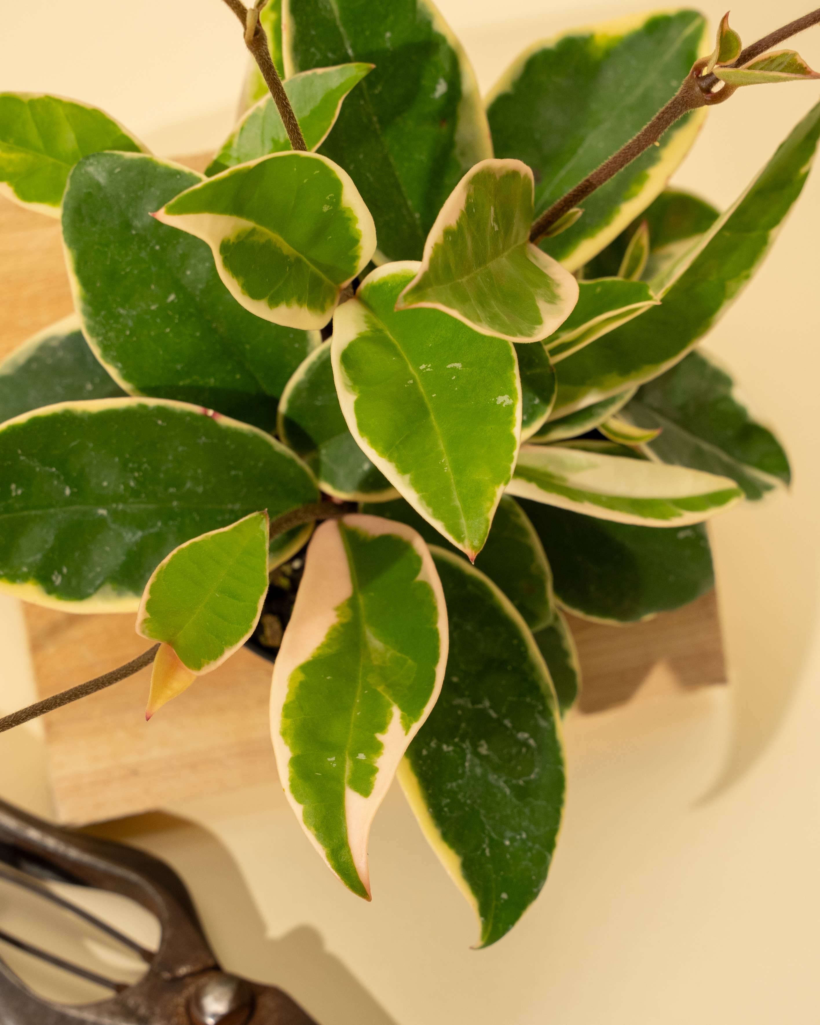 BWH Plant Co - Wholesale Live Plant - 4" Hoya 'Krimson Queen'3