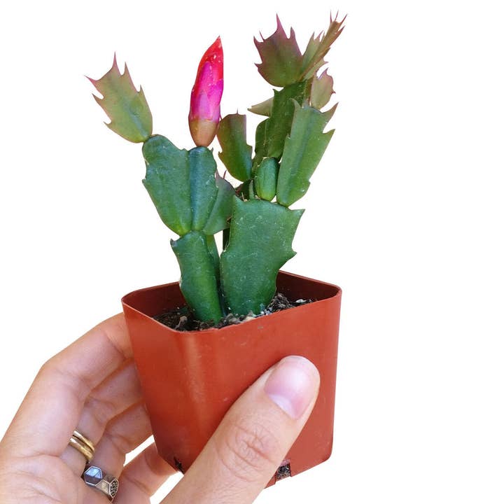 Best Plant Friend - Wholesale Succulent - Christmas Cactus Thanksgiving Cactus - Succulents 2/4/6in