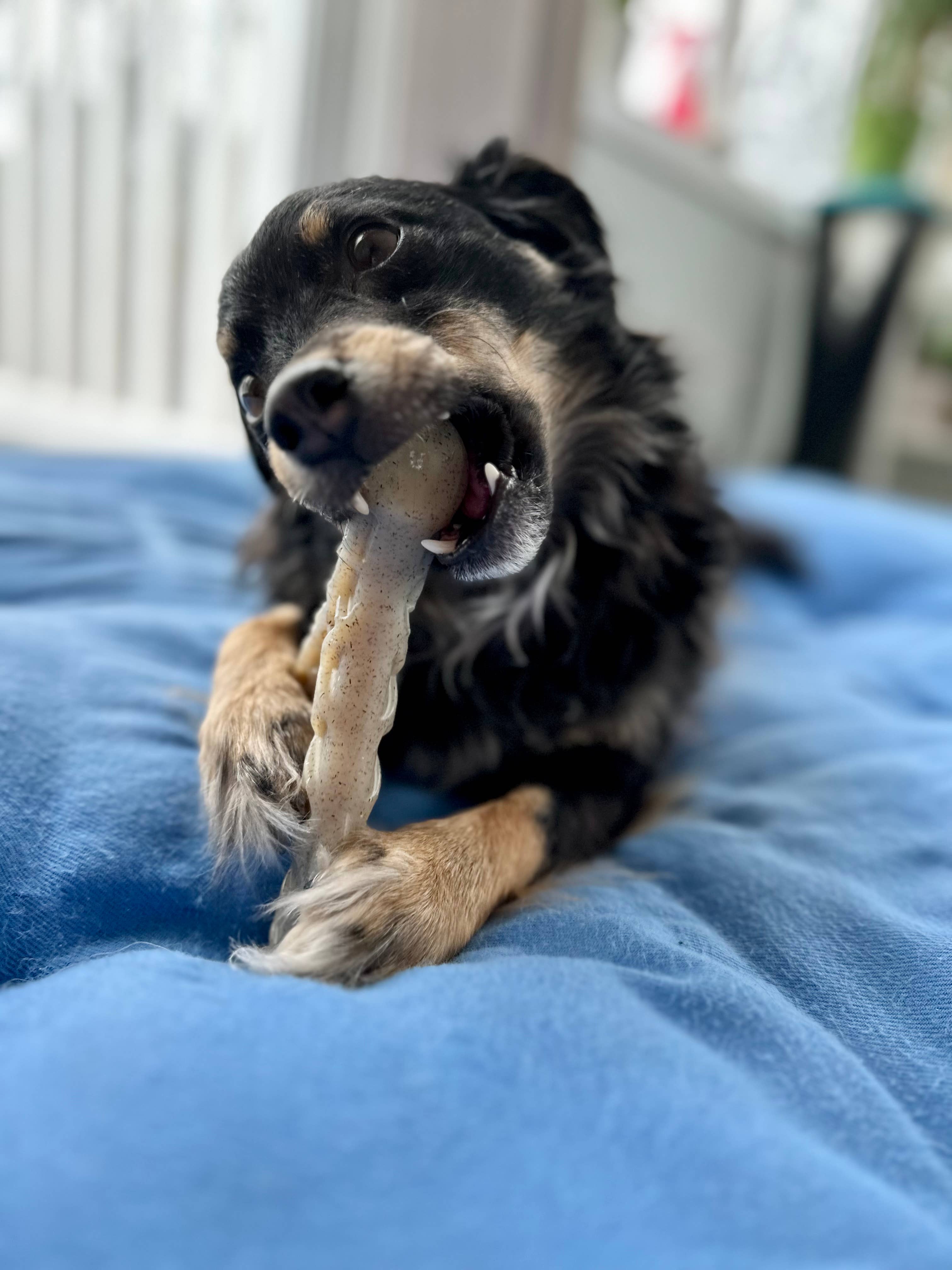 Spunky Pup – Großhandel Haustier-Kauspielzeug – Hund – Spunky Pup Nylon-Hartkaustangen mit Hühnchengeschmack – Hergestellt in den USA3