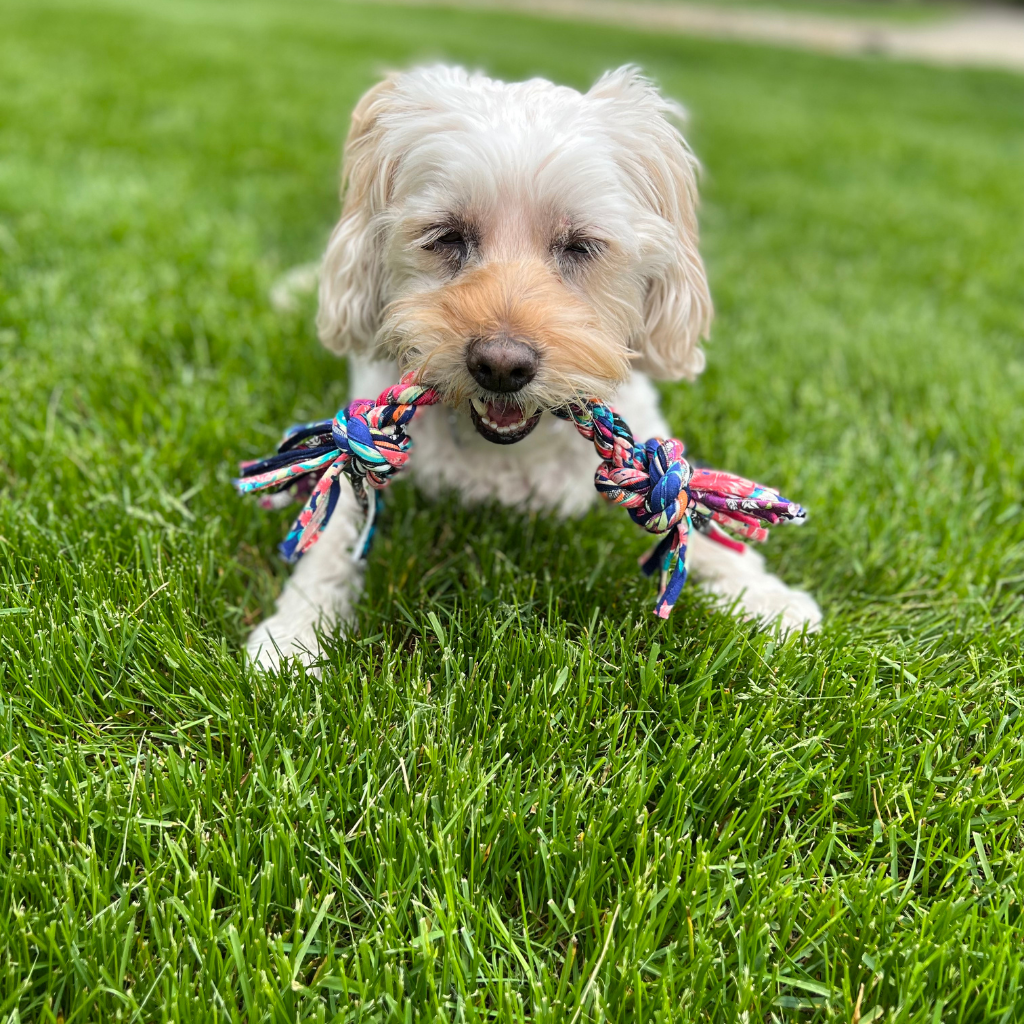 Shreds + rerope - Vente Jouet en corde – chien - Jouets noués recyclés pour chiens ErRope - 3 tailles (lot de 10 pièces)2