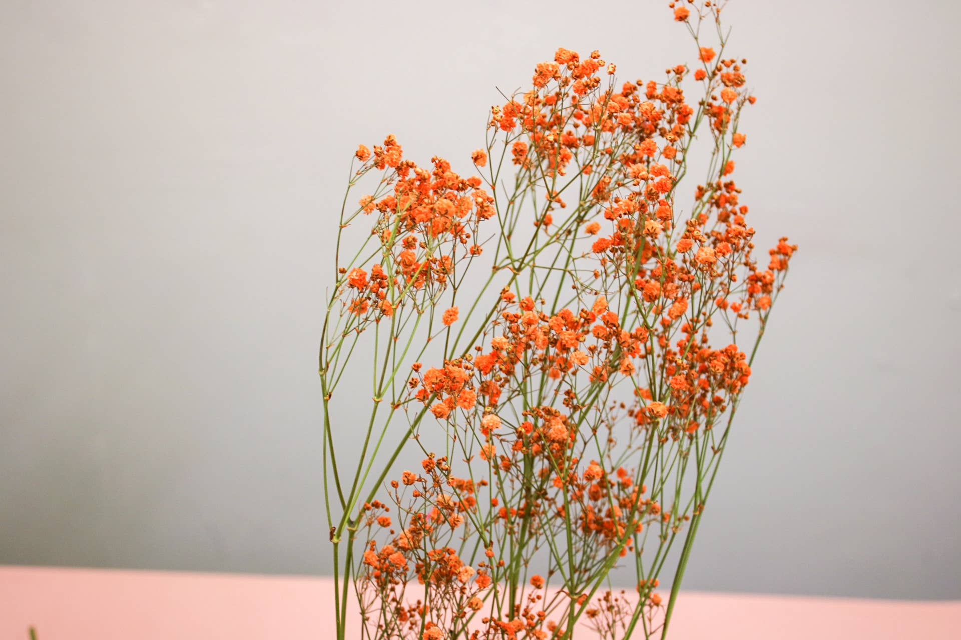 Wildestdreams.flowers – Flores secas/prensadas por atacado – Gipsofila Laranja Seca Pequenas Flores Secas2