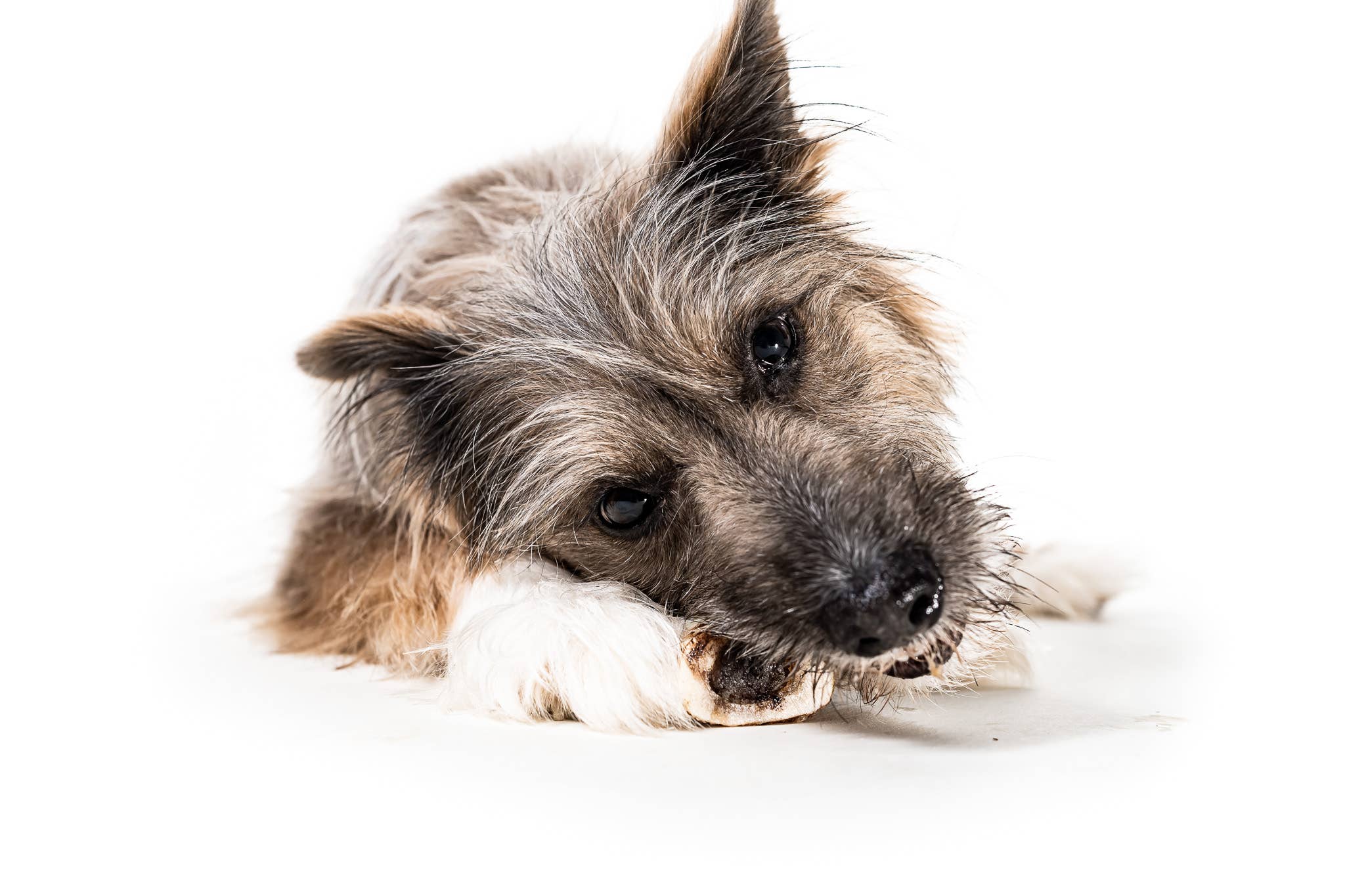 Winnie Lou - Vente Os à mâcher – chien - Os de moelle de bison - 4"9