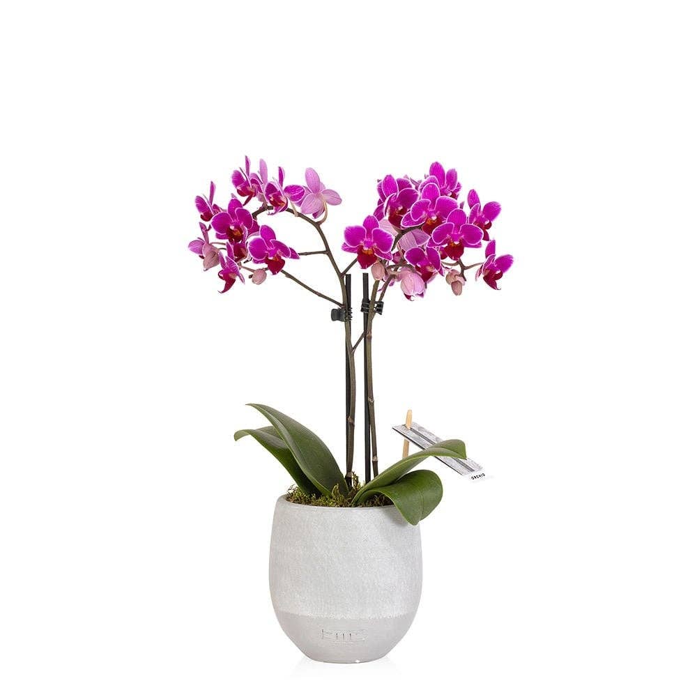 The Little Botanical – wholesale Live plant – Living Orchid moss in a concrete ceramic planter1