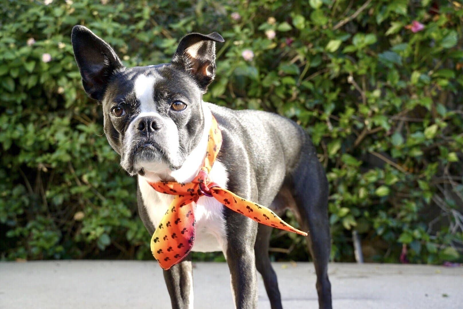 Frenchiestore - Wholesale Pet Scarf - Cat/Dog - Dog Pet Scarf |  California Dreamin'1