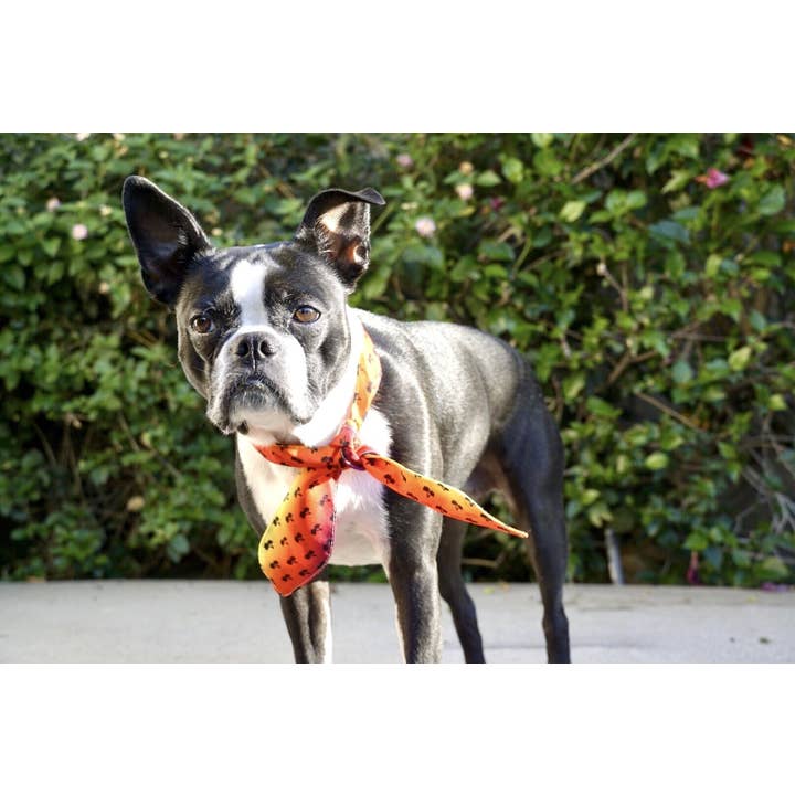 Frenchiestore - Wholesale Pet Scarf - Cat/Dog - Dog Pet Scarf | California Dreamin'1