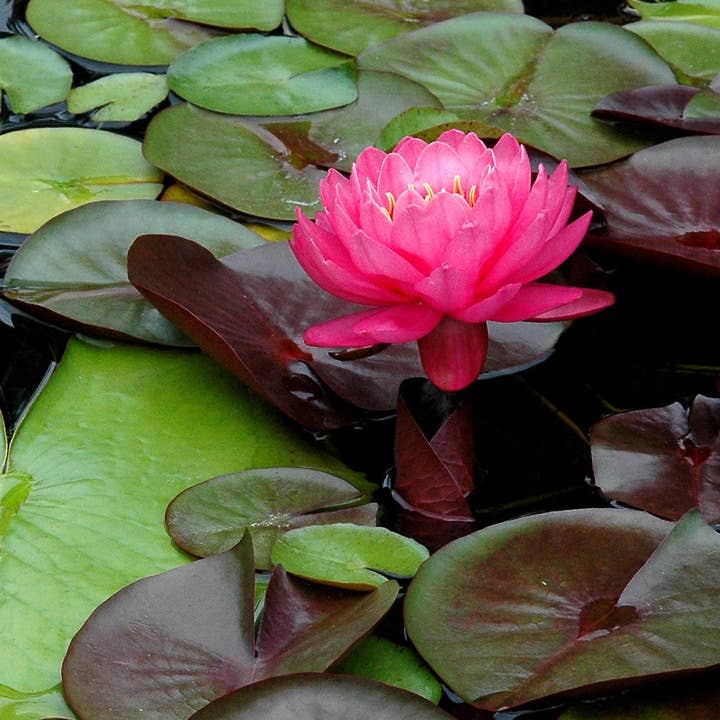 Magenta para venta al por mayor de Ann Woodall Studios