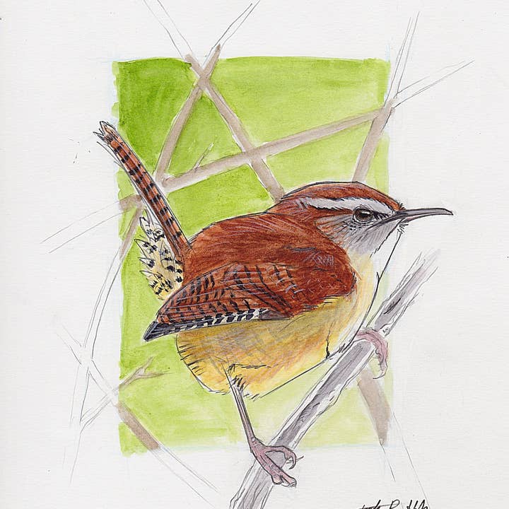 Carolina Wren konsttryck för wholesale av Jack Hobe Nature Art