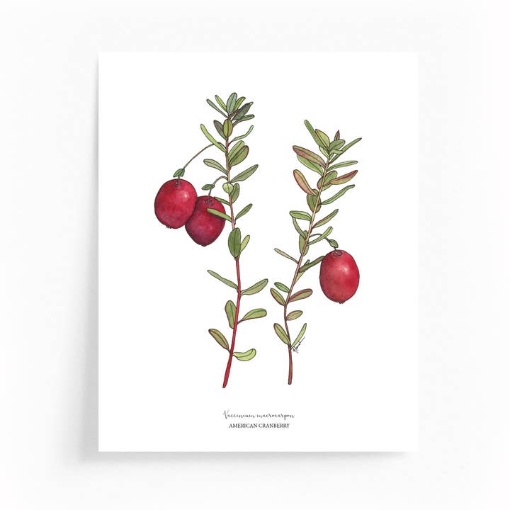Cranberry Botanical Illustration 8x10 Print for wholesale by Wander & Gather