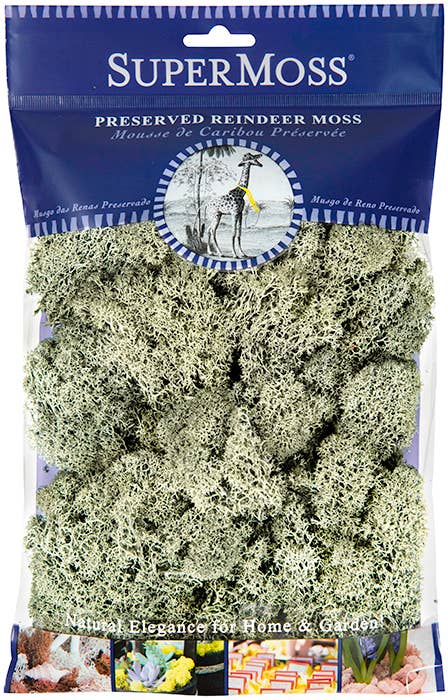 SuperMoss – Großhandel Pflanzen – SuperMoss Rentiermoos konserviert, 57 g Beutel20