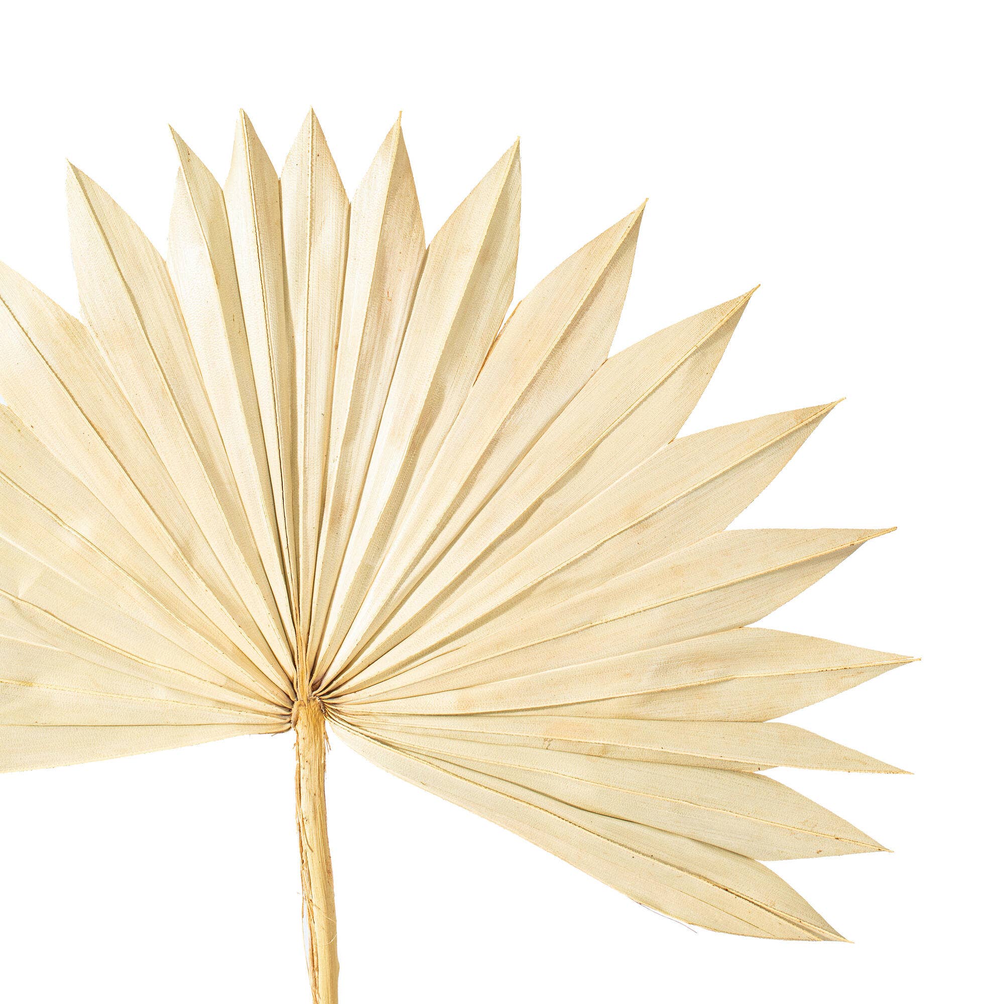 Vickerman 20" Natural Palm Sun Stem 12 Pcs/Bunch for wholesale on Faire2