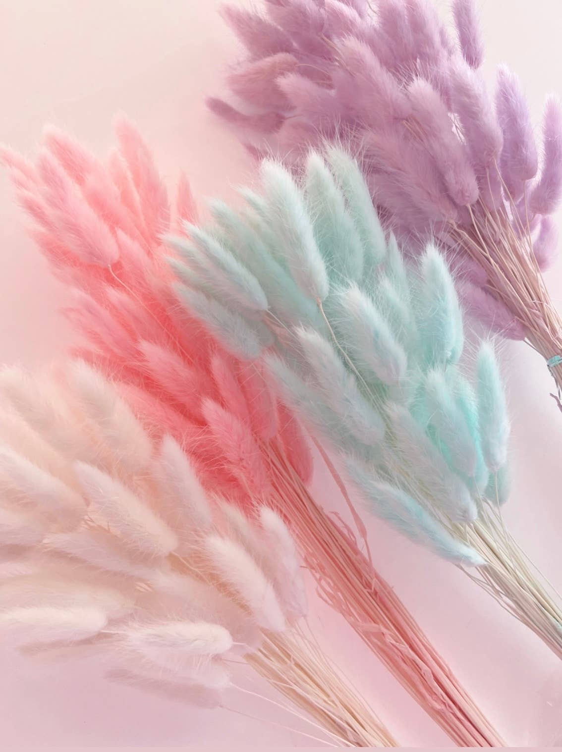 Petals & Pampas – Großhandel Getrocknete/gepresste Blumen – Bunny Tails – Blau, Pink, Lila, Weiß, Orange1