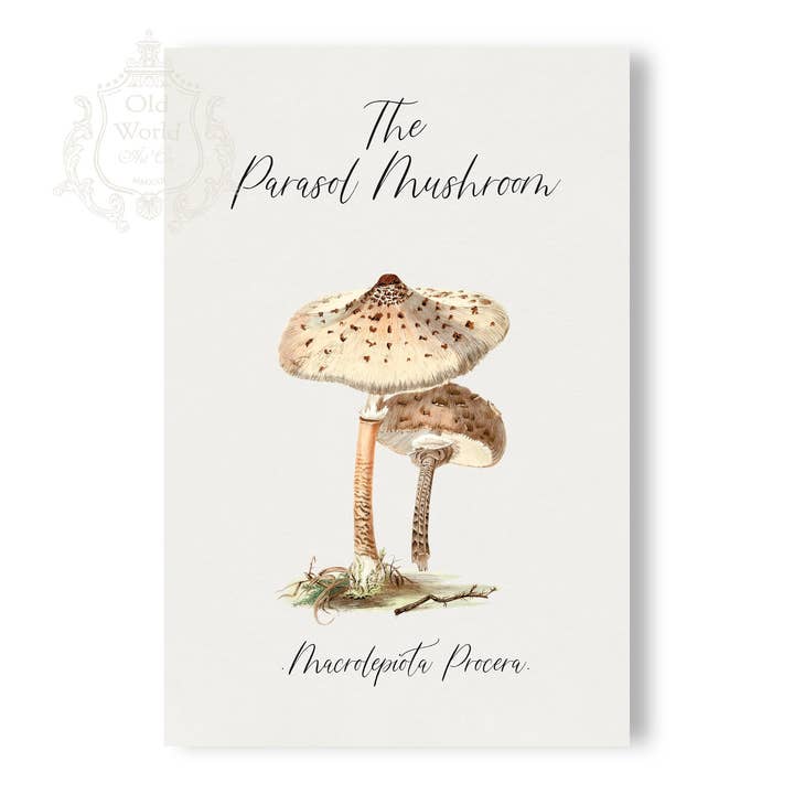 Parasol Mushroom Print for wholesale by Old World Art Co.
