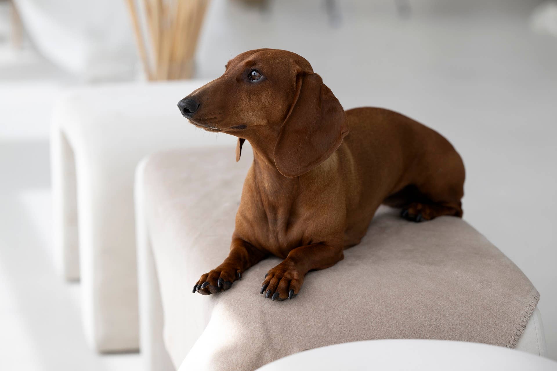 LABONI - Volentis GmbH – Großhandel Haustierdecke – Katze/Hund – REVERSO – Stilvolle Wende-Decke für anspruchsvolle Hunde20