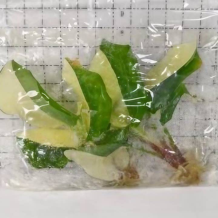 OrchidBox - Wholesale Live Plant - Kaempferia galanga variegated TC Plantlet