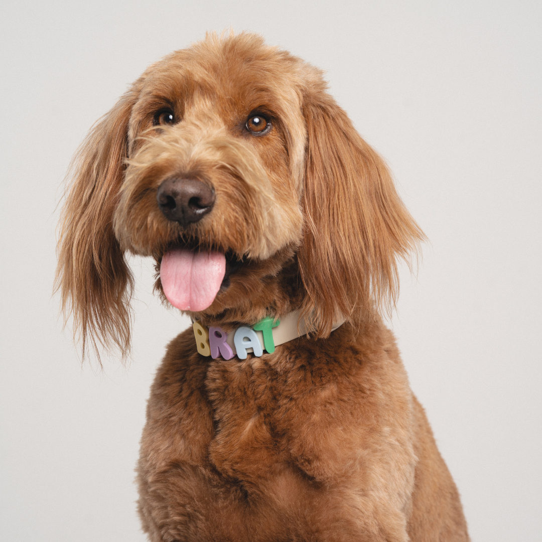 Springland Pets - Wholesale Pet Collar Charm - Cat/Dog - Silicone Dog Charms for Dog Collar and Leash, 63 Pieces28