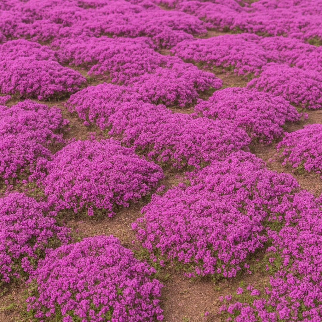 Competitive Lawn - Wholesale Plant Seeds - DwarfThyme | Dwarf Creeping Thyme Lawn Seeds - Non GMO2