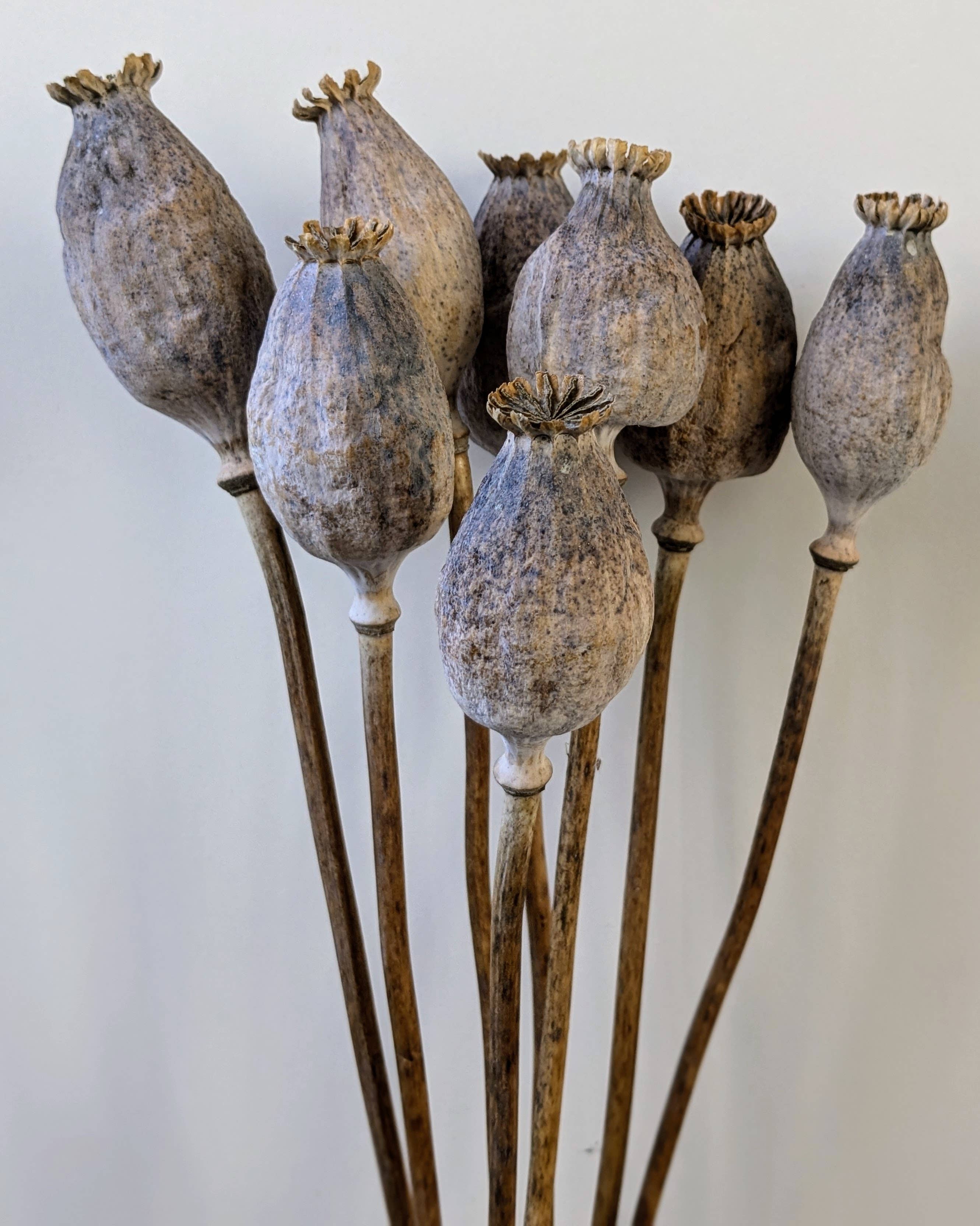 Daisy Gifts Ltd – wholesale Dried/pressed flowers – British Poppy Pods Bunch Large Brown for Floristry4
