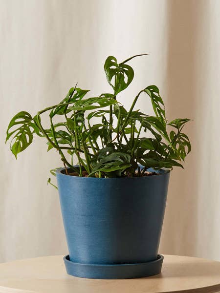 Monstera Adansonii for wholesale by Bloomscape