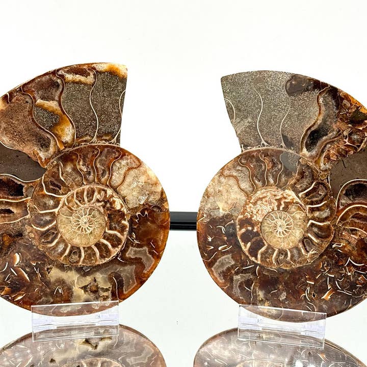 XL Ammonite Fossil Pair #1 850g for wholesale by Distinction Crystals