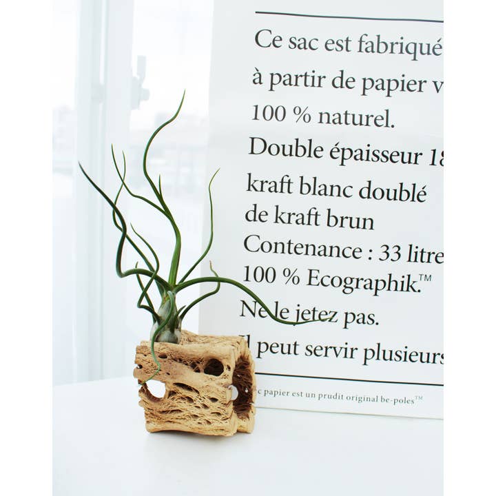 Best Plant Friend - Wholesale Live Plant - Assorted Air Plants Randomly Picked - Tillandsia Plants