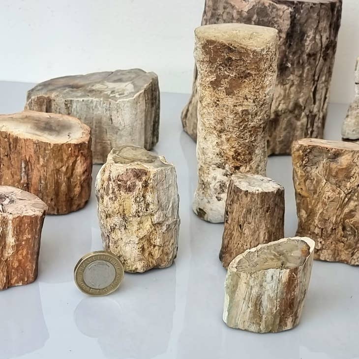 Distinction Crystals - Venta al por mayor Piedras/cristales espirituales - Madera fósil / Madera petrificada3