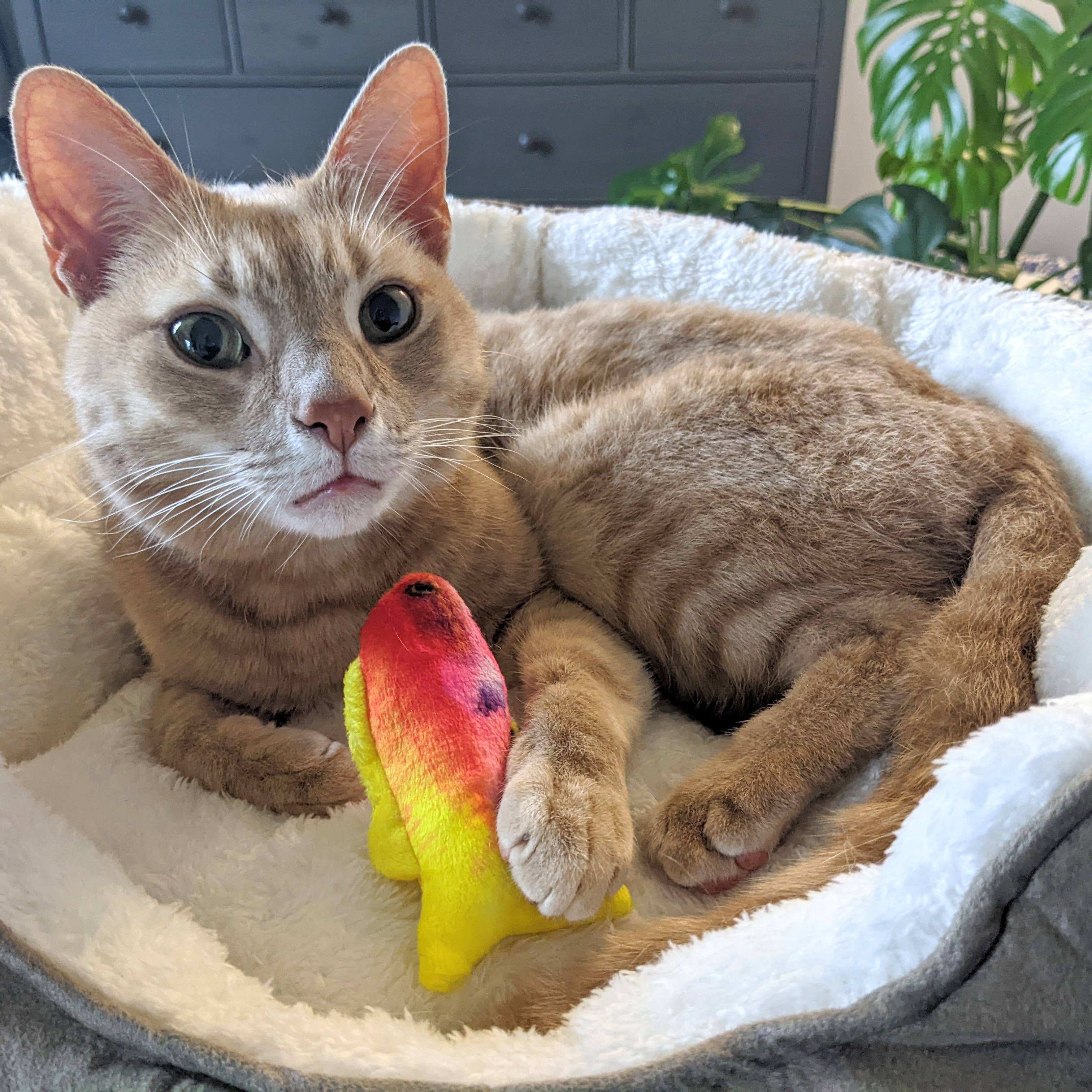 Huxley & Kent - Wholesale Pet Toy - Cat - Rainbow Guppy Cat Toy7