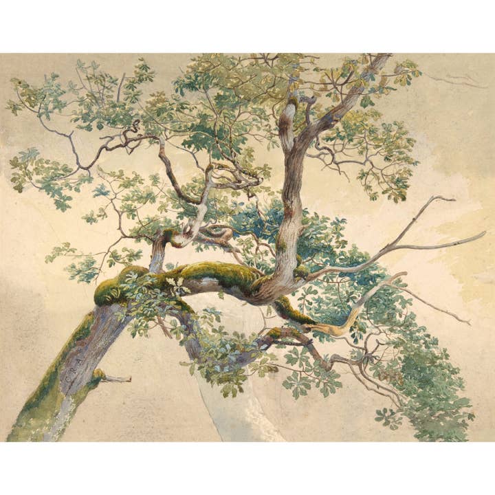 Träkonsttryck | Trädgrenar | Naturhistoriemålning | Naturväggkonst | Brittisk konstnär | Modern vintageinredning | Miljövänlig gåva för wholesale av Rock Paper Scissors Wall Art