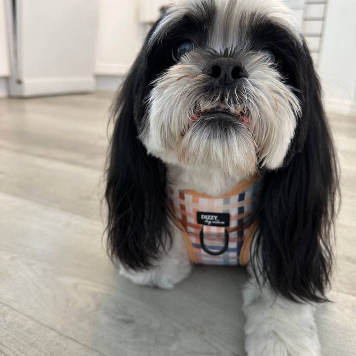 Dizzy Dog Collars - Wholesale Pet Harness - Dog - Step In Dog Harness: No Pull Harness | For XS to Medium Dogs & Cats | Vintage Gingham5