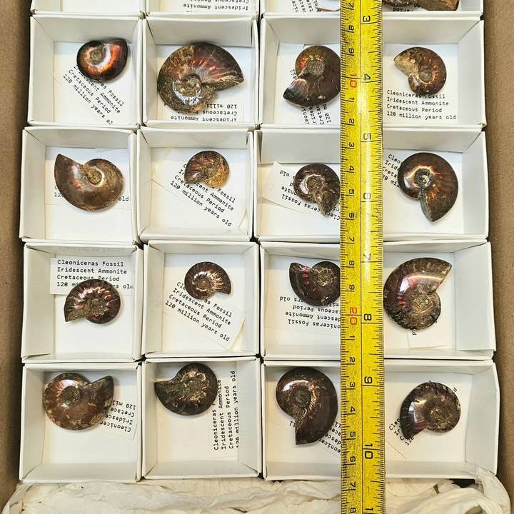 Distinction Crystals - Wholesale Decorative Tabletop Object - Iridescent Red Ammonite Fossil Tray Deal