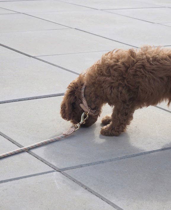 OYOY LIVING DESIGN A/S - Vendita all'ingrosso Collare - Cani - Collare per cani Perry, taglia M2