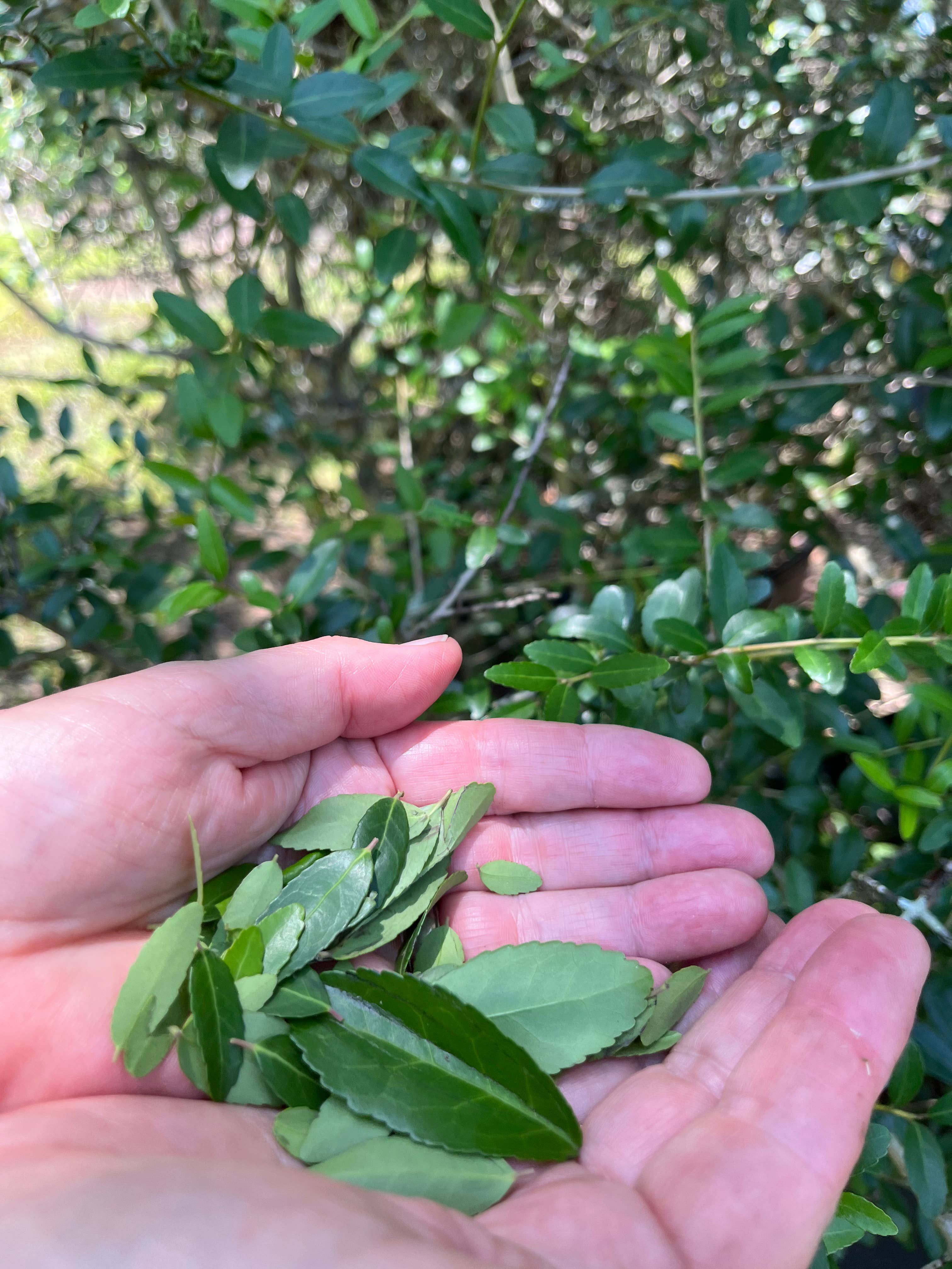 Rise Yaupon Tea - Wholesale Tea Bags - Mixed Case - 12 Pouches of 20 Count Teabags3